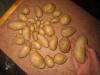Клубни картофеля "Велина" с кустов, погибших от фитофтороза, не успевших даже зацвести...