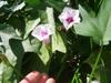 1 августа (49 дней с момента посадки черенков). Начало массового цветения Маньчжурского батата.