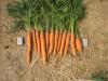 12 августа. Почти съели уже весь урожай ранней моркови "Малышка".