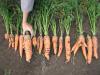 Вот весь урожай моркови псевдо-Леандр. Уродливость и разномастность налицо.