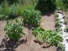 22 июня. Пришлось выдернуть больной картофель, чтобы защитить здоровые растения.