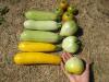 26 июля. Первый урожайчик. Кабачки-цукини (5 кустов: 3 зелёных и 2 жёлтых), помидоры "Сладкий неизвестный" и "Вспышка"