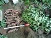 8 сентября. Урожай одного куста "Маньчжурского" батата на 87 день с момента посадки черенка. Вес: 3,5 кг.
