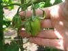 Маленькие помидорки раннего гибрида "Хайпил". Немного пушистые как-будто :)