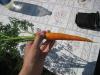 И заодно попробовать поспевающую культурную растительность :) Морковь "Леандр"