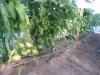 Это гряда помидоров "Бычье сердце" в укрытии. Плоды завязываются и растут.