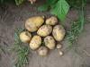 Выкопали один куст картофеля "Карлита". Выбирали самые фитофторозные.