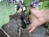 9 июля. Баклажанчики плоды и цветы на одном из кустов "Робин Гуда".