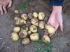 Думаю вот на этом кусте картофеля "Скарб" было бы штук 20 крупных картофелин, не сгуби растение фитофтороз...