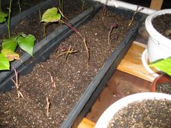2 апреля 2019. Высадили отдельно черенки батата Bellevue, срезанные с клубней -- девять будущих "материнских" растений.