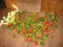 2 сентября сняла все нормальные помидоры с кустов "Бычье сердце" и "Хайпил".