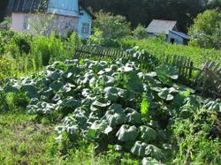 10 июля 2012. Три куста тыквы на компостной куче. В кадр уже вся не лезет - поползла она далеко... Возраст чуть больше 1,5 месяцев.