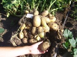 11 августа. Выкопанный большой куст картофеля "Велина". Урожай составил 3,95 кг с куста! У него аж клубни начали "плющиться" друг об дружку.