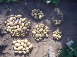 11 августа. Урожай 4 кустов "Велины" (слева) и маленький урожай двух кустов картофеля "Реванш".
