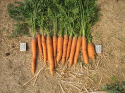 12 августа. Почти съели уже весь урожай ранней моркови "Малышка".