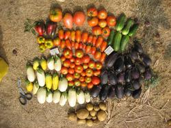 12 августа. Очередной урожай красных помидоров, перезревших баклажанов, маленьких перцев, картофель "Велина" с одного куста.