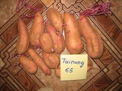 19 апреля 2013. Перезимовавшие клубни батата сорта Тайнунг 65 (Tainung 65) готовы к проращиванию.