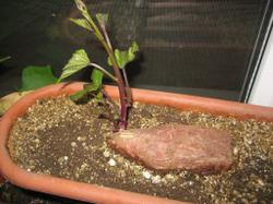 1 ноября 2011 года. Долгожданный росток батата Bushbok.