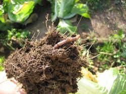 Видимо личинки капустной мухи доводят капусту до гниения. Застали дождевого червя за трапезой. :) 