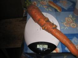 Средний вес моркови "Сахарная конфетка" 400 грамм. На фото самая крупная - 530 грамм.