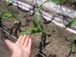 22 июня. Кукуруза на 2-х метровой гряде. Уж очень хочется научиться её выращивать.