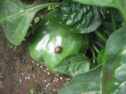 Открыв перец, обнаружила колорадского жука, видимо забрался туда, где теплее. Или он его ест??