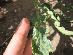 Дефицит магния (достаточно сильный) на нижних, старых листьях помидоров