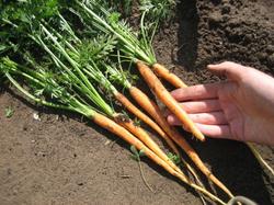 Вот такая морковь "Сахарная конфетка" уже. Пора редить и редить, растёт она у нас густо. И сажать второй раз, на осень