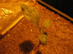 9 апреля. Первый лист баклажана "Вкус грибов". Растение явно показывает, что ему что-то не нравится.