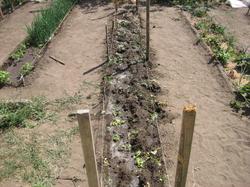 9 июля. Ботву гороха измельчили лопатой и перемешали с почвой, полив её ускорителем компостирования.