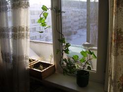 В горшке растёт прошлогодний батат! :) Пока как комнатное растение.