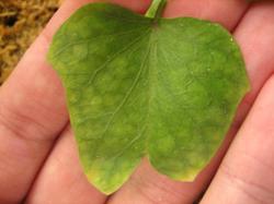Один из листьев батата с признаками дефицита молибдена. Много других листьев выглядели также.