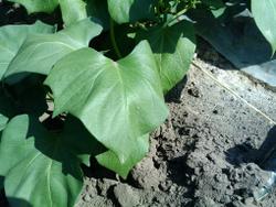 Первые признаки нездоровья батата в середине вегетации: Увядание старых листьев во время жары... 