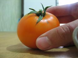 Очень красивые помидоры сорта "Хурма". Они выровненные, очень легко собираются, с маленькой плодоножкой.