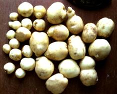 Урожай 2 кг картофеля неизвестного сорта с одного куста.