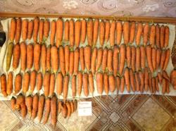 Урожай моркови Витаминная-6 с одного ряда 4,5 метровой гряды.