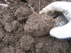 Почва пронизана тоненькими корешками, рыхлая и "ёмкая" одновременно.
