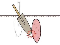 Выкапывая батат слишком коротким инструментом, можно сильно его повредить.