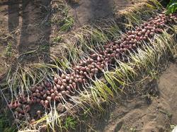 Два метра двухрядной посадки многогнездового лука. :) Урожай снят. И положен сушиться прям на гряде.